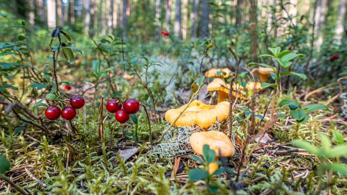 Kuidas säilitada tervislikku eluviisi igapäevaelus